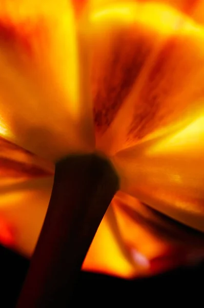 Verse Rode Tulp Closeup — Stockfoto