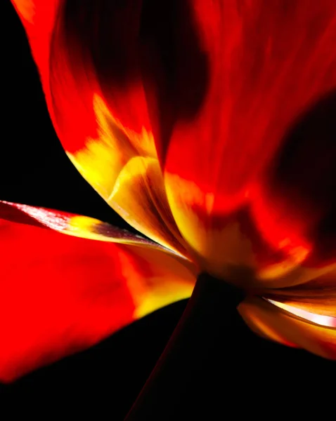 Färska Röda Tulip Närbild — Stockfoto