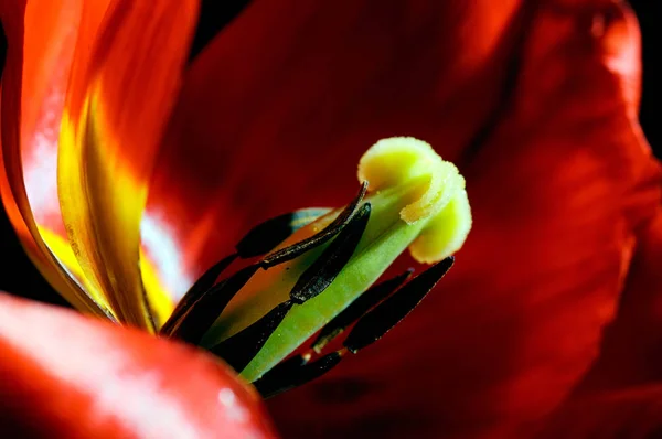 Tulipán Rojo Fresco Primer Plano —  Fotos de Stock