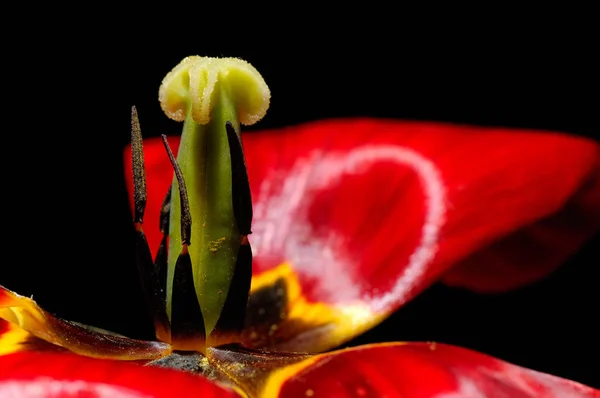 Tulipán Rojo Fresco Primer Plano —  Fotos de Stock