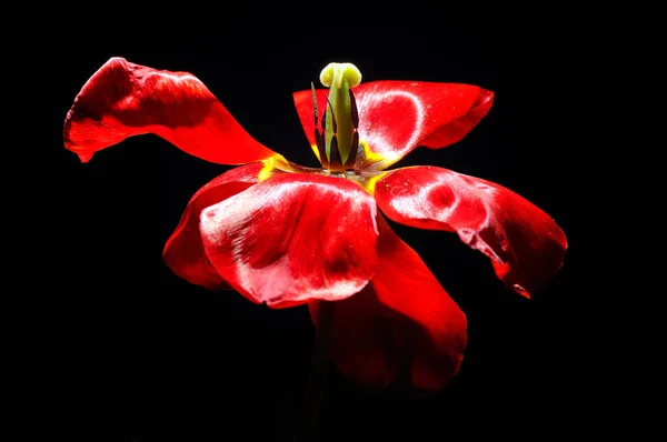 Красный Тюльпан Крупным Планом — стоковое фото