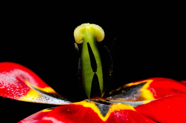 Fresh Red Tulip Closeup — Stock Photo, Image