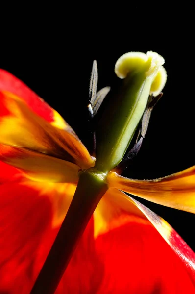 Tulipa Vermelha Fresca Closeup — Fotografia de Stock