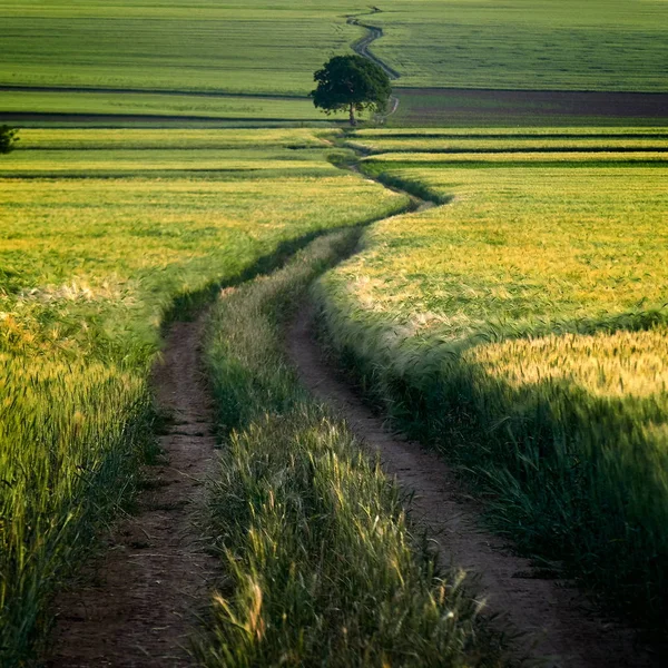 Scenic Rural Landscape Green Wheat Field Winding Country Road — Stock Photo, Image