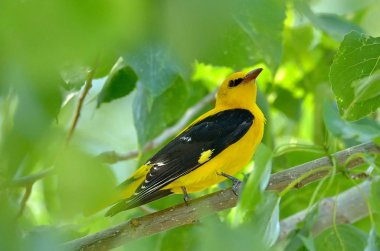 Sarıasma (Oriolus oriolus doğal ortamlarında)