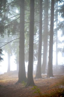 Ormanda sonbahar manzarası 