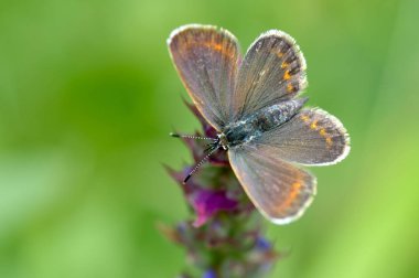 Kelebek doğal ortamlarında (plebejus argus)