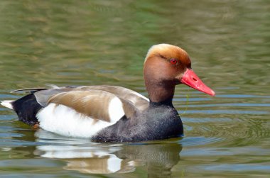 Kırmızı ibikli Pochard (Netta rufina)