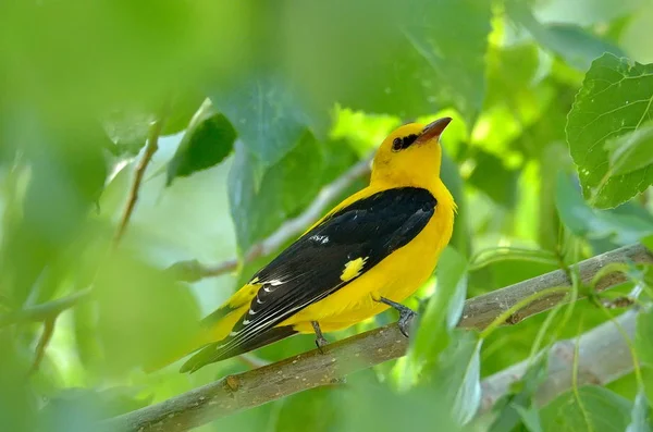 金黄鹂在自然栖息地 Oriolus Oriolus — 图库照片