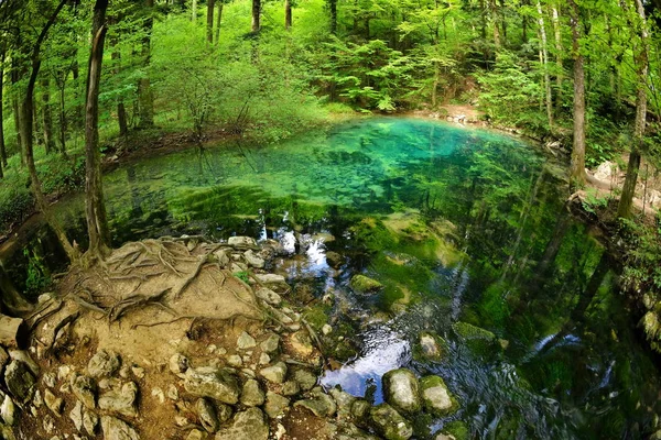 Bel Étang Dans Les Bois Caras Severin Comté Roumanie — Photo