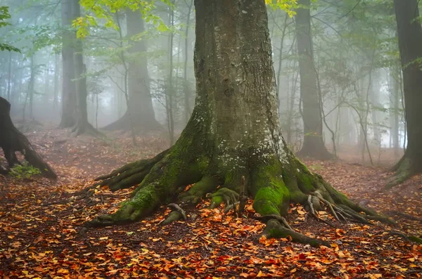 Jesienny Krajobraz Lesie — Zdjęcie stockowe