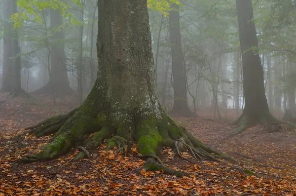 Ormanda Sonbahar Manzarası — Stok fotoğraf