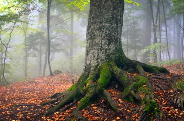 Höst Landskap Skogen — Stockfoto