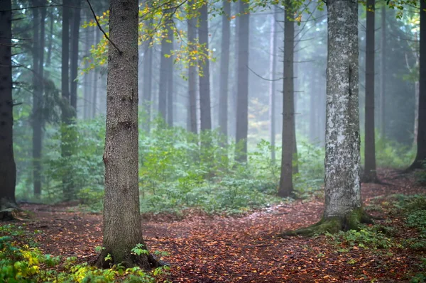 Herfstlandschap Het Bos — Stockfoto