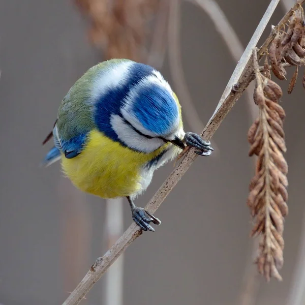 Kék Cinege Ágon Parus Caeruleus Télen — Stock Fotó