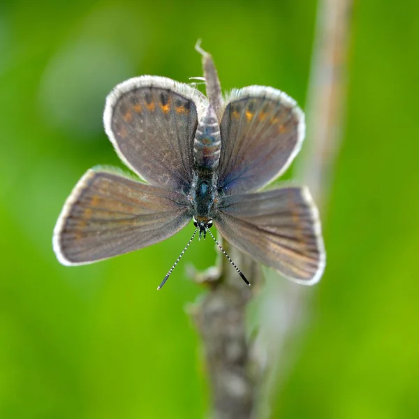 Vlinder Natuurlijke Habitat Het Voorjaar Plebejus Argus — Stockfoto