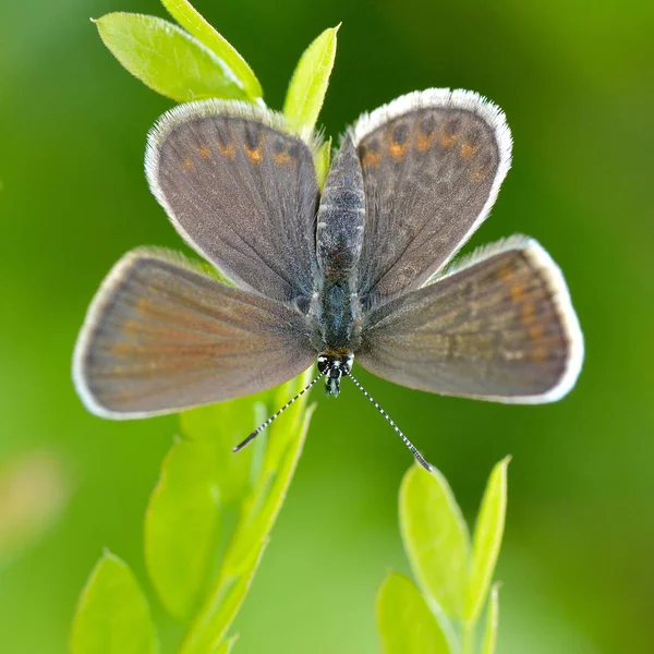 Papillon Dans Habitat Naturel Printemps Plebejus Argus — Photo