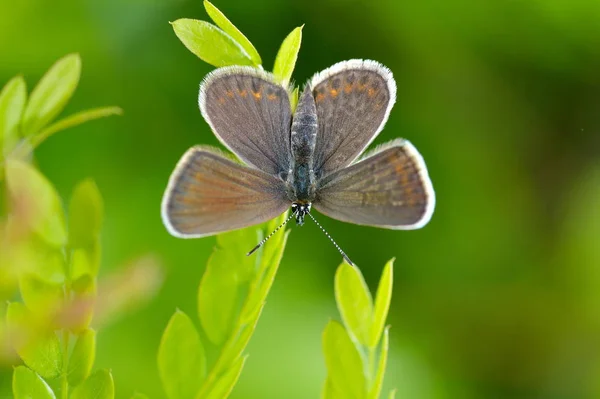 Fjäril Naturliga Livsmiljöer Plebejus Argus — Stockfoto