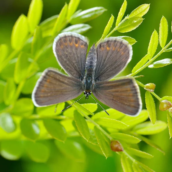 Πεταλούδα Στο Φυσικό Περιβάλλον Plebejus Argus — Φωτογραφία Αρχείου