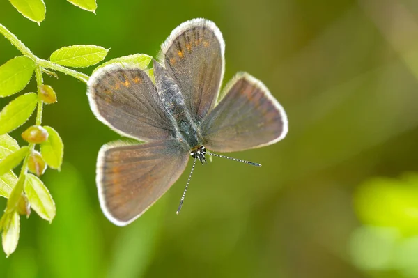 Πεταλούδα Στο Φυσικό Περιβάλλον Άνοιξη Plebejus Argus — Φωτογραφία Αρχείου