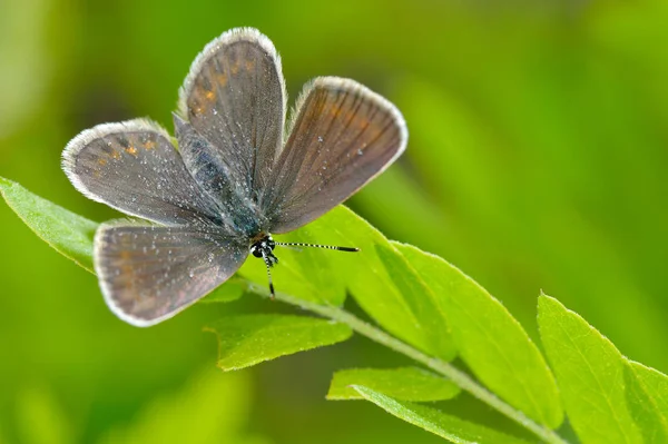 Mariposa Hábitat Natural Primavera Plebejus Argus — Foto de Stock