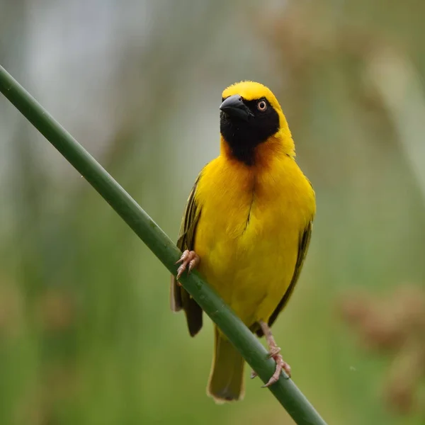 The southern masked weaver or African masked weaver (Ploceus velatus) building its nes