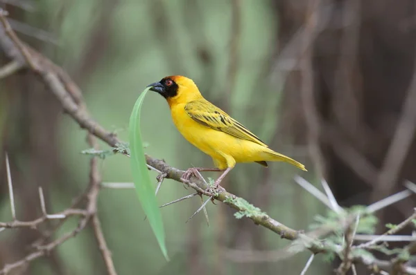 The southern masked weaver or African masked weaver (Ploceus velatus) building its nes
