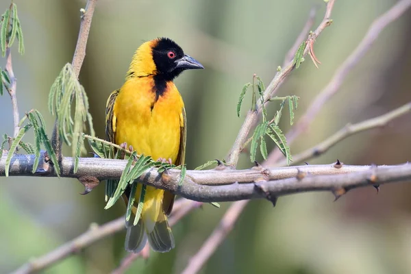 The southern masked weaver or African masked weaver (Ploceus velatus) building its nest