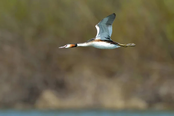 Uccello Acquatico Sul Lago Podiceps Grisegena — Foto Stock