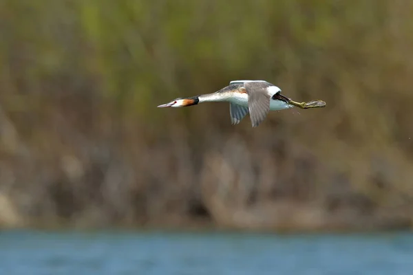 Uccello Acquatico Sul Lago Podiceps Grisegena — Foto Stock