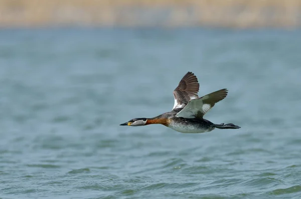 Ave Acuática Lago Podiceps Grisegena —  Fotos de Stock