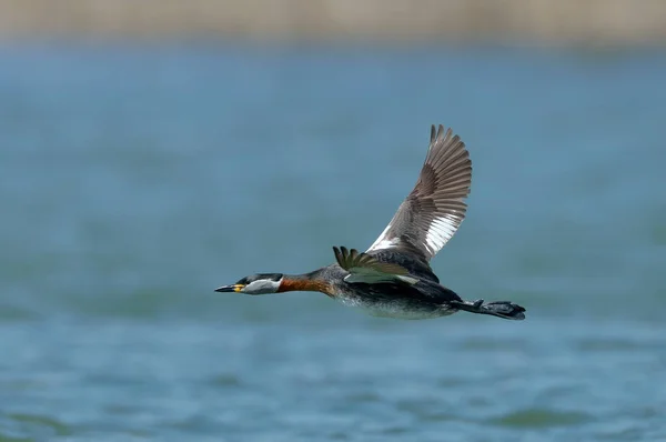 Pássaro Água Lago Podiceps Grisegena — Fotografia de Stock