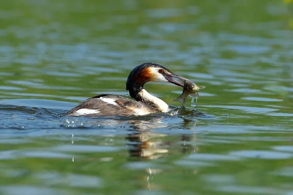 Oiseau Aquatique Sur Lac Podiceps Cristatus — Photo
