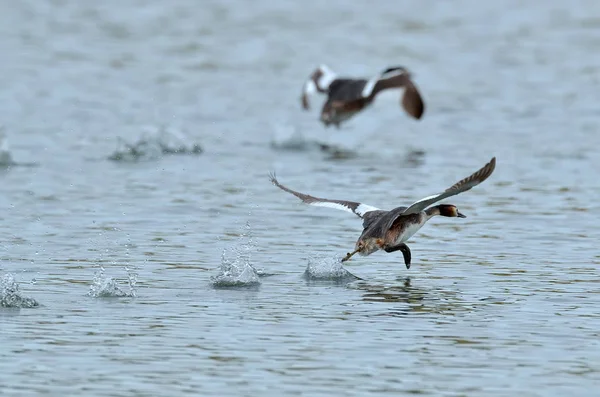 Wasservögel See Podiceps Grisegena — Stockfoto