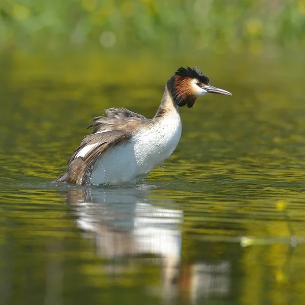 Vodní Pták Jezeře Podiceps Cristatus — Stock fotografie