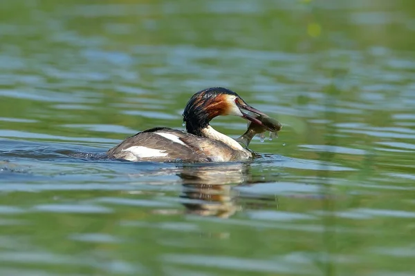 Water Bird Lake Podiceps Cristatus — Stock Photo, Image