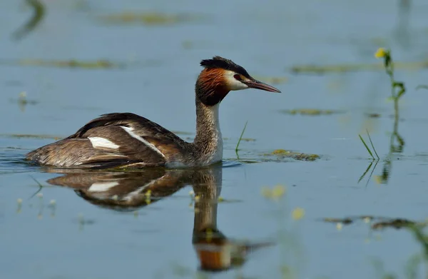 water bird on the lake (podiceps cristatus)