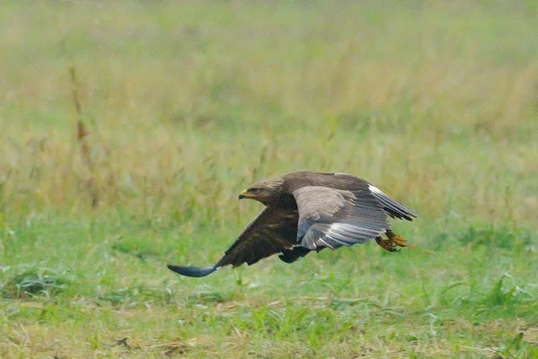 Aigle Tacheté Aquila Pomarina Dans Habitat Naturel — Photo