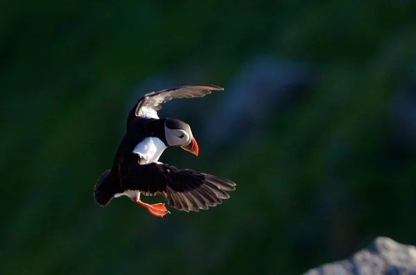 Macareux Volant Fratercula Arctica — Photo