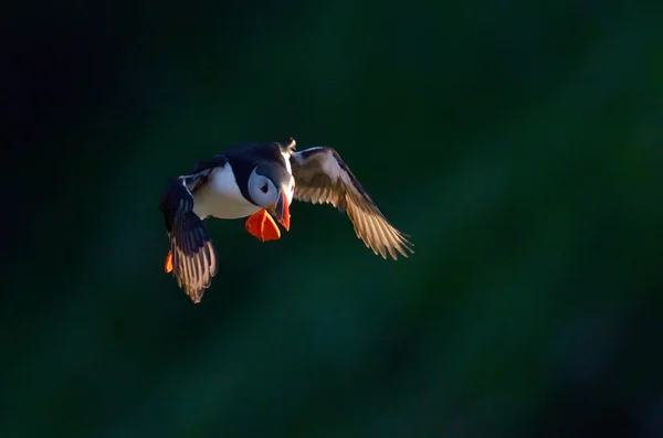 Puffin Flying Fratercula Arctica — Stock Photo, Image