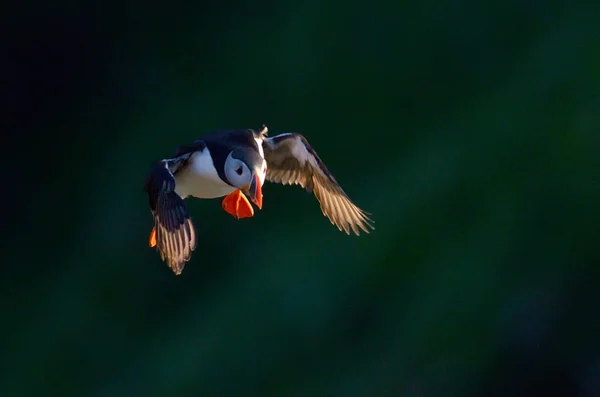 Macareux Volant Fratercula Arctica — Photo