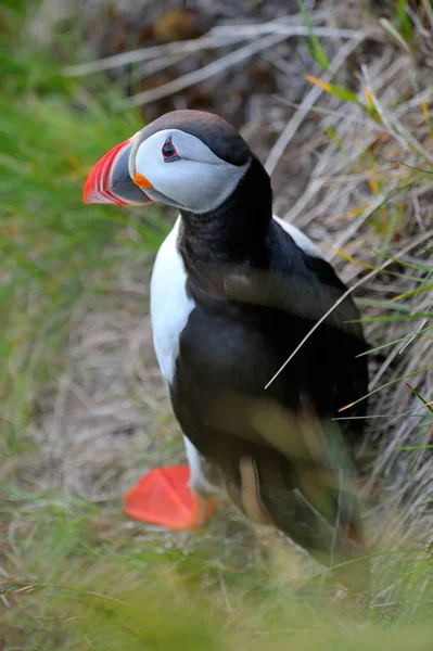 Puffin Piedi Sulla Scogliera Fratercula Arctica — Foto Stock