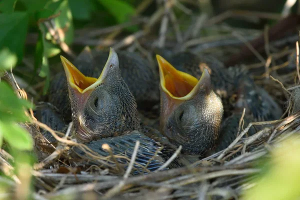 Птенцы Дроздов Гнезде Весной — стоковое фото