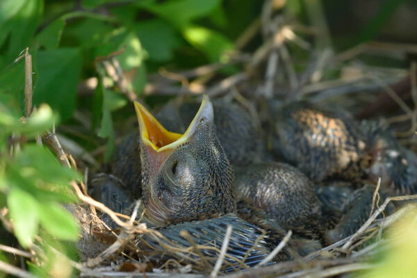 Thrush chicks in the nest in spring