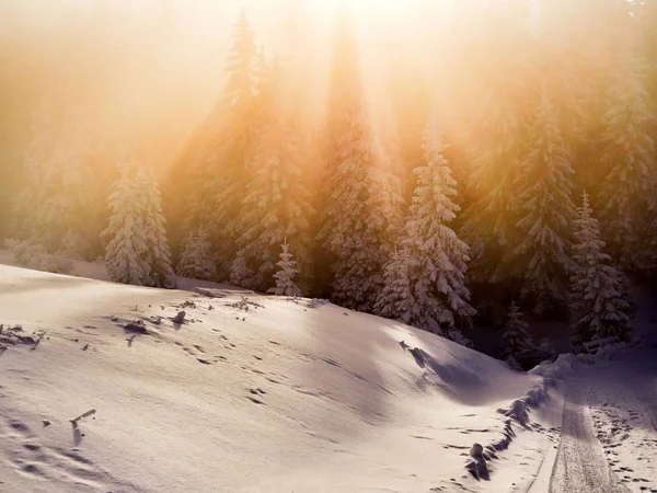 Winter Landscape Trees Mountains Covered Snow Frost Sunrise Light — Stock Photo, Image