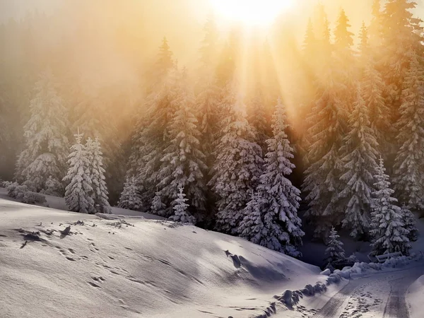 Winter Landscape Trees Mountains Covered Snow Frost Sunrise Light — Stock Photo, Image