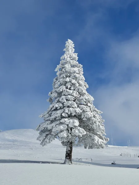 Зимний Пейзаж Деревьями Горами Покрытыми Снегом Морозом — стоковое фото