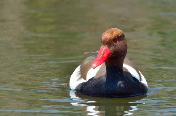 Red Crested Pochard Netta Rufina — Stock Photo, Image