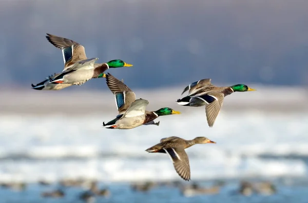 Stado Dzikich Kaczek Latające Nad Rzeki Zamrożony Wildlife Sezonie Zimowym — Zdjęcie stockowe