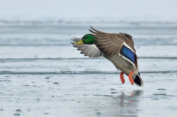 野鸭飞越冰封河 — 图库照片